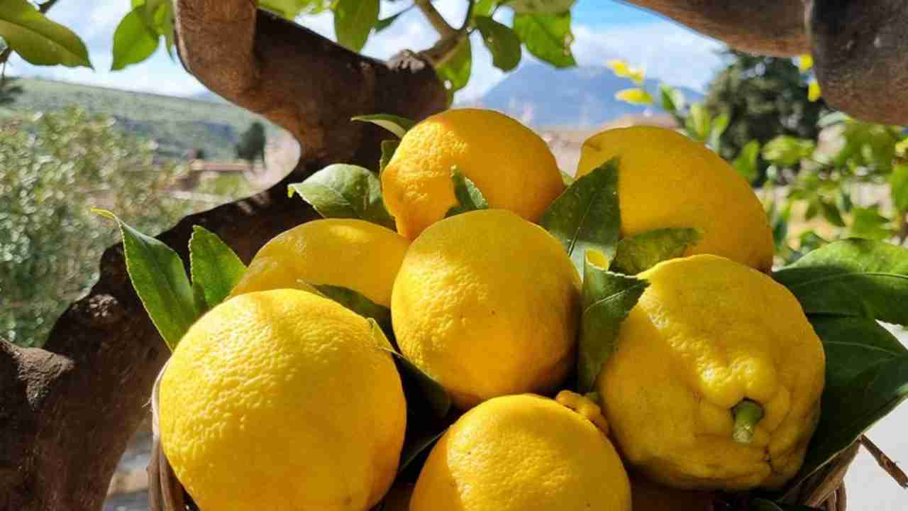 Limoni di Sicilia
