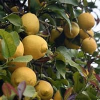 Limoni di Sicilia - immagine 2